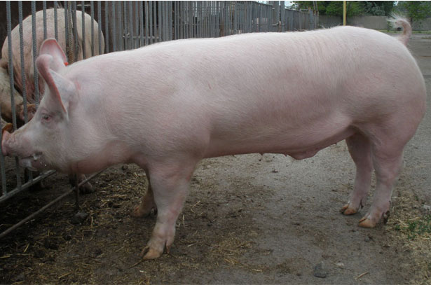Выращиваемые породы свиней